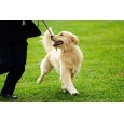 Bowers Dog Training & Agility Club