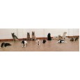 Puppy Prep School & Further Education for Dogs
