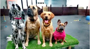 Barkley & Co Doggy Daycare
