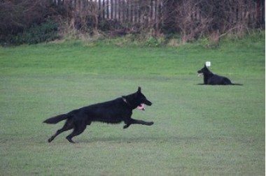 Essex Dog Trainer