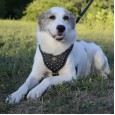 Dog Harnesses Store